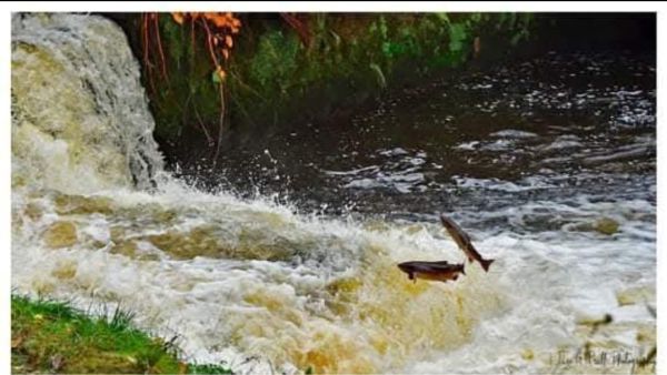 Salmon leaping